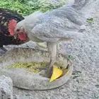ديك فيومي المنيو