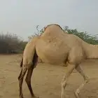 بكره للبيع السن رباع