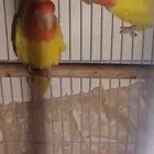 زوج روز لاتينو للبيع