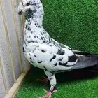 للبيع ذكر هومر تايقر