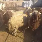 نعيمي سوق عرعر رقم الحوش 540