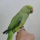 دره او بيبيه