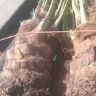يوجد لدينا جميع انواع انخيل