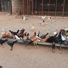 دجاج بلدي