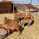 طليان سواكني