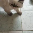 قطه هملايا