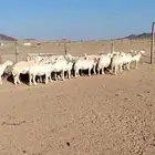 غنم حرش طيبه صنف الصنف 30 راس دفيع شرط مفحوصه سونار