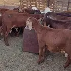 طليان سواكني مرابي