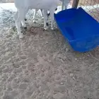 تيس بيشي مخصي