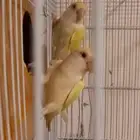3 اجواز روز منتجين