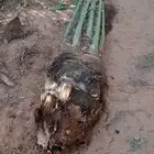 نخيل باجميع أنواعه ومقاساته