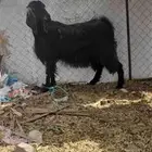 عنز حايل