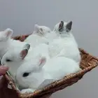 ارانب نذرلاند عمر صغير