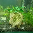 Nacchareal planted aquarium
