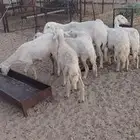 8 من الغنم دفع أسنان طيبة