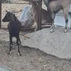 توأم تيوس هجين وعول مشاريع فحول