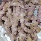 كبده مصران مقاضي كرشه