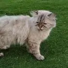 قط ذكر ضايع
