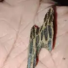 عود التايقر الفيتنامي الدرجه الاولى