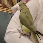 طير ببغاء درة ألييف