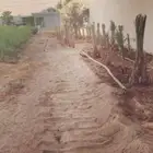 نخيل واشنطني وعربي للبيع وتوصيل