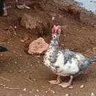 ذكر بط