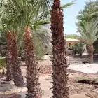 نخيل واشنطن من 2 الى10متر
