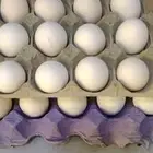 بيض دجاج مشكل عربي وفيومي لبيع