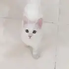 للتبني مستعجل كيتن انثى