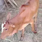 السلام عليكم ورحمة الله وبركاته للبيع ثلاث خبيش مقني شي طيب