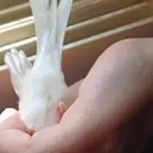 كناري ابيض
