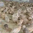 سمان كريمي جامبو وبيض سمان تخصيب عالي