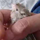 ذكر كناري بسكوتي كرست