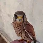 باشق أليف