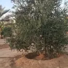 شجر زيتون مثمر الطول من مترين الى اربعه متر