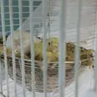 فرخين للبيع