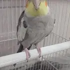 للبيع كروان ذكر حبة واحدة