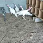 4 دجاج رومي بشائر