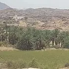 تمر صفري خرفة عدد عشرين نخلة