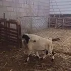 خروف فرير عمره خمسة شهور قرية الماطري