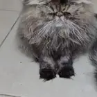 قطه بيكي فيس للتبني