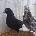 حمام قلاب