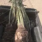 يوجد لدينا جميع انواع انخيل