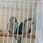 جوز كويكر ازرق منتج تم البيع الله يبارك لراعي