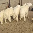 Jabr and Saman sacrificial lambs
