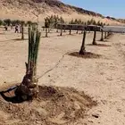 ابو عبدالله لتوريد النخيل