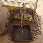 اقفاض طيور للبيع المستعجل خلال اليوم