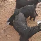 تيوس وجفار