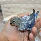 للبيع فروخ روز