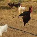 دجاج باكستاني